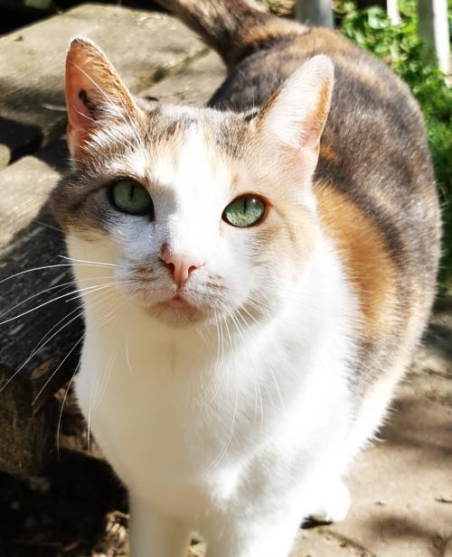 Photo chat du Refuge pour animaux