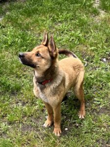 Photo chat du Refuge pour animaux